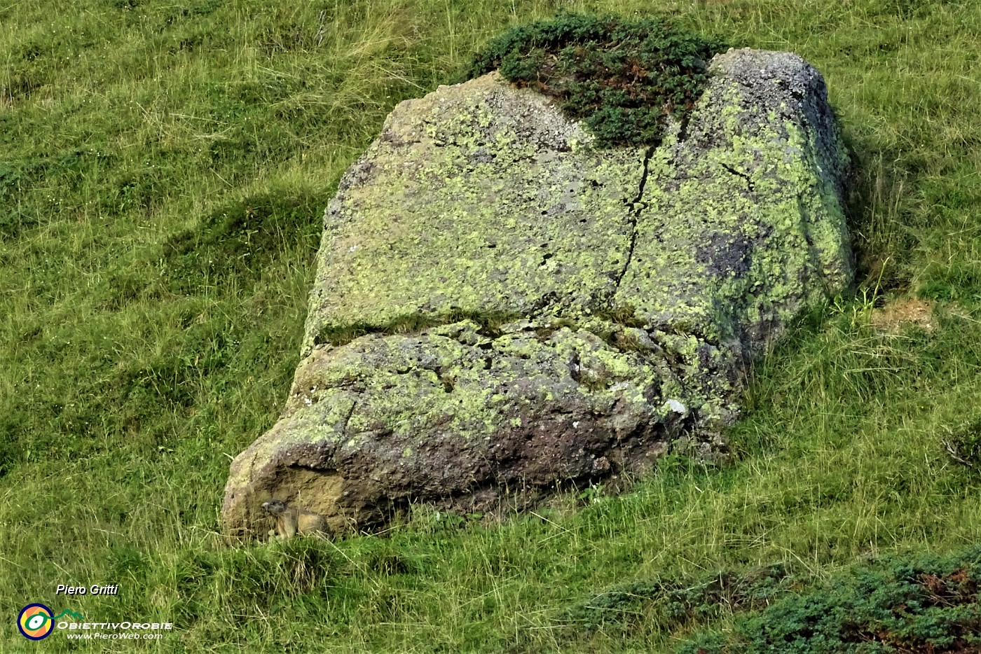 96 Grande roccione sopra la casa di una bella marmottona.JPG